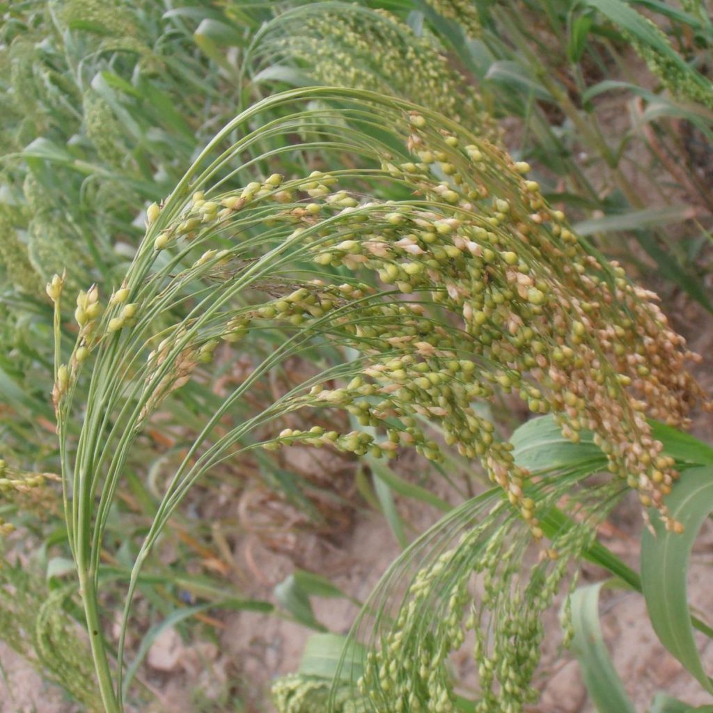 Proso millet seed