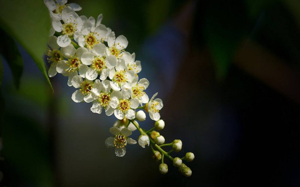 Prunus virginiana seed