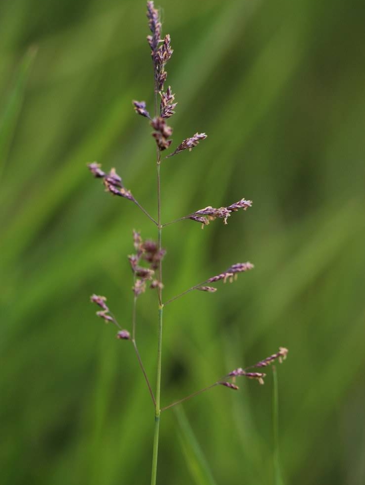 Puccinellia distans seed