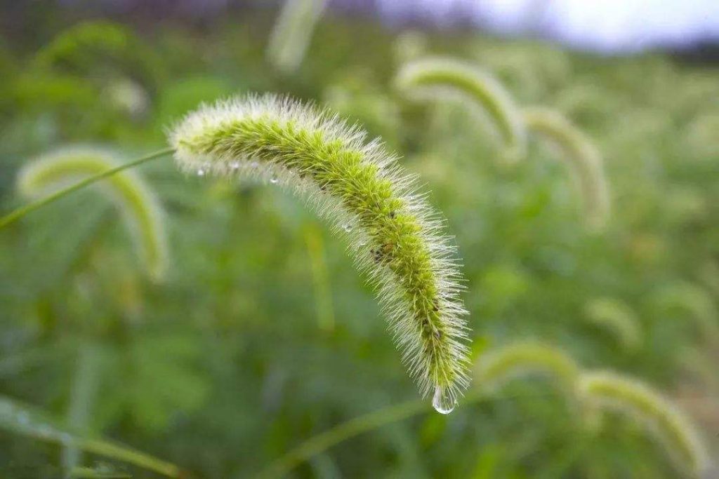 Setaria viridis seed