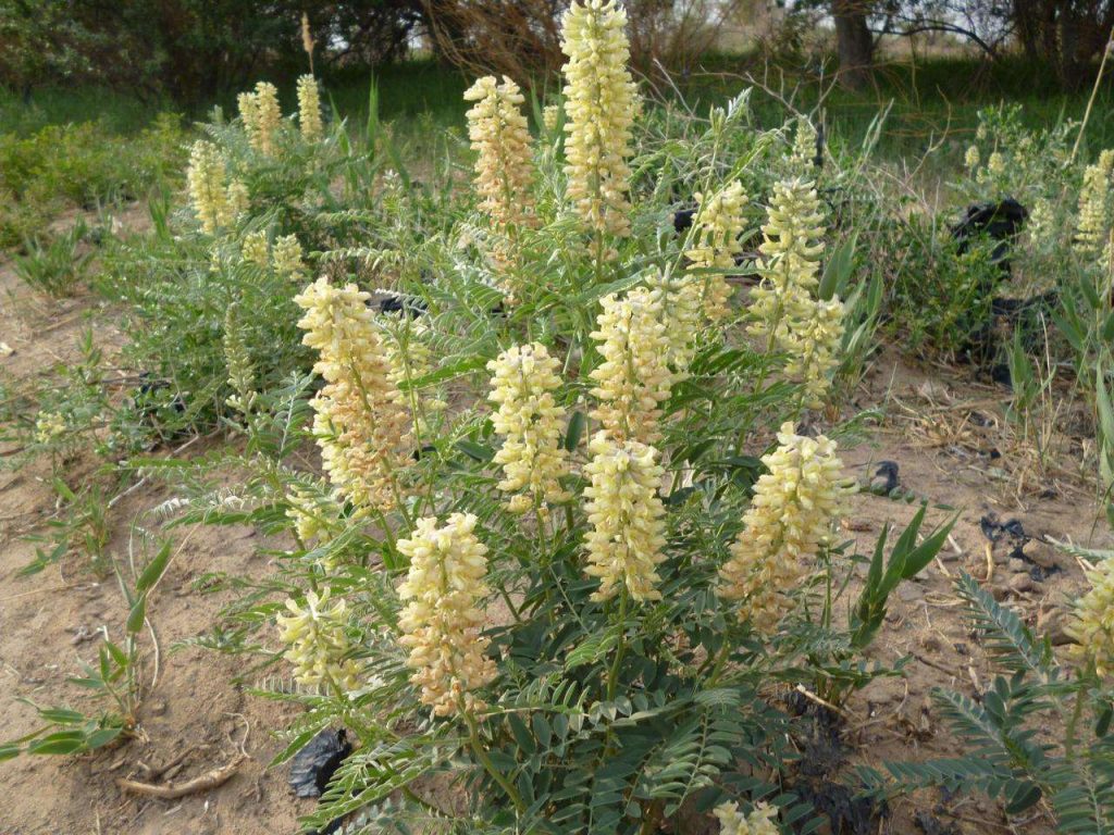 Sophora alopecuroides seed