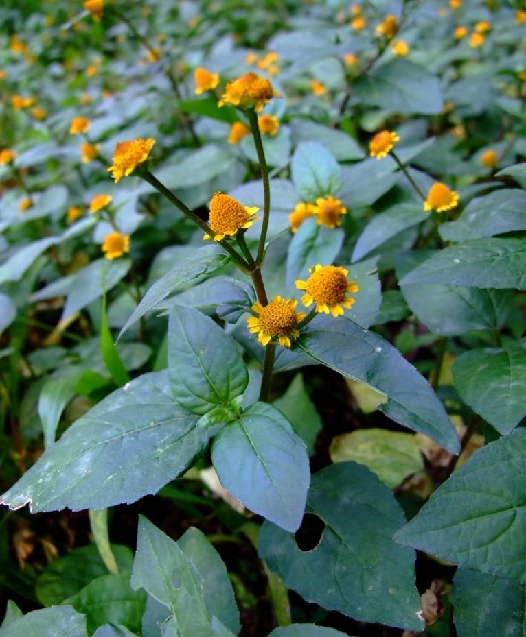 Spilanthes acmella seed