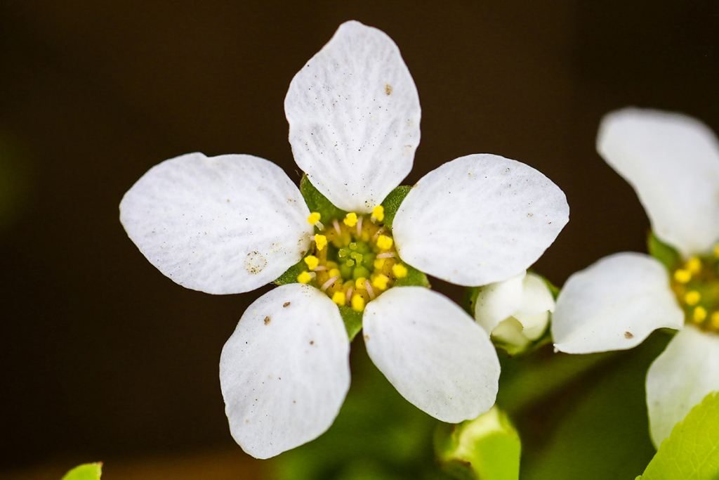 Spiraea thunbergii seed