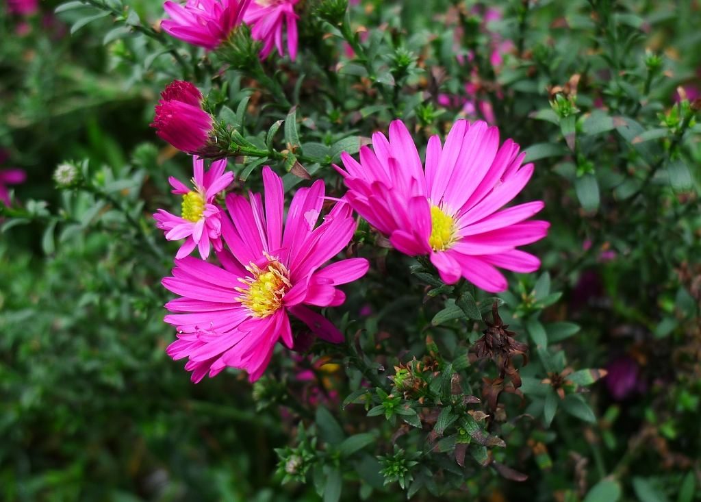 Symphyotrichum novi-belgii seed