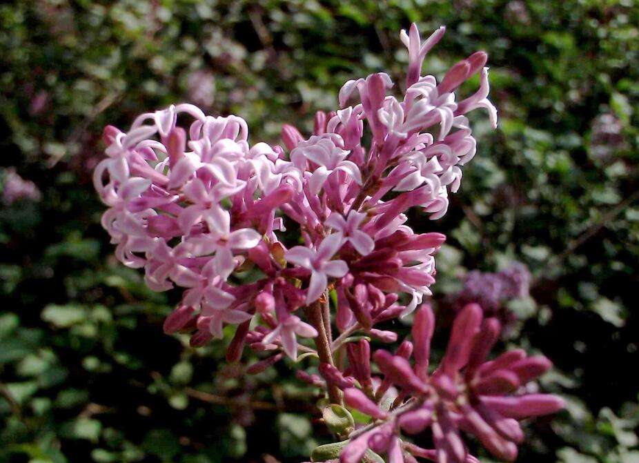 Syringa pubescens seed