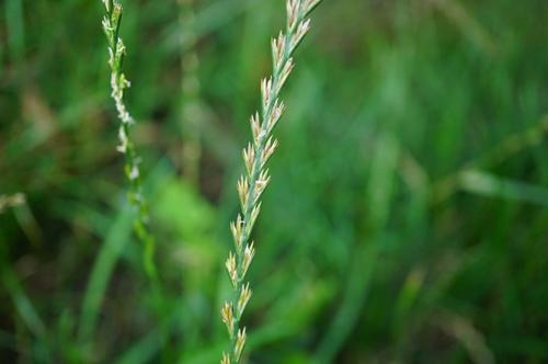 Thinopyrum ponticum seed