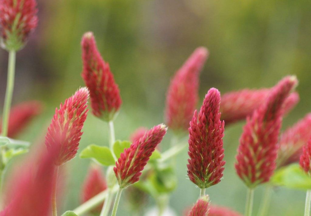 Trifolium incarnatum seed