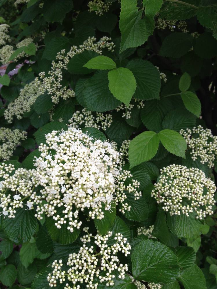 Viburnum dilatatum seed