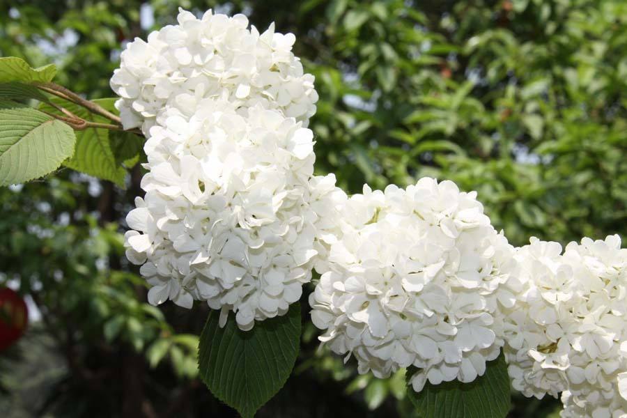 Viburnum opulus seed