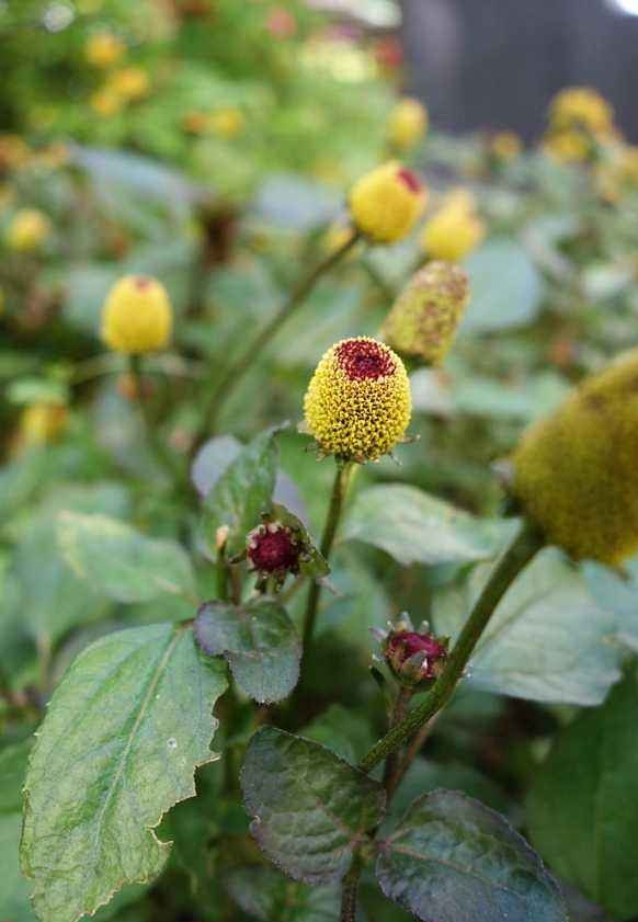 Acmella oleracea seed