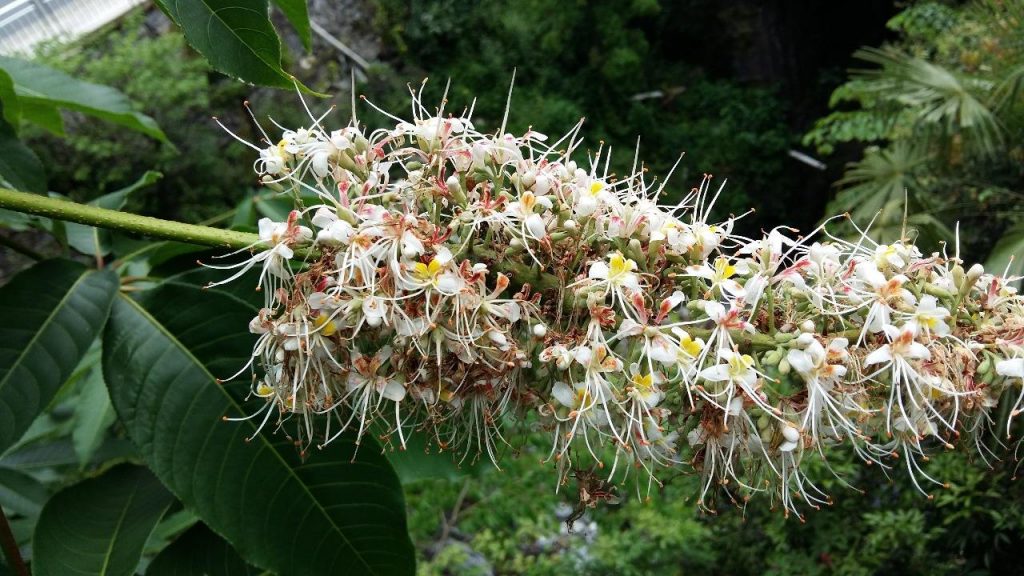 Aesculus wilsonii seed