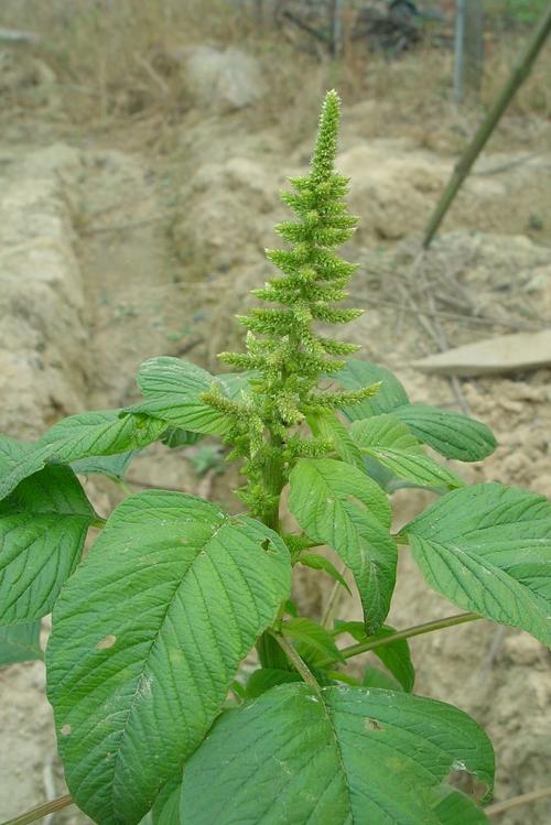 Amaranthus hybridus seed