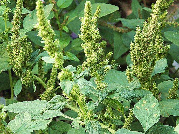 Amaranthus viridis seed