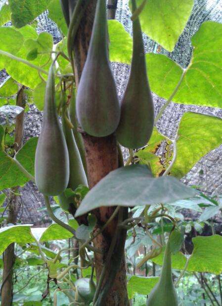 Aristolochia cinnabaria seed