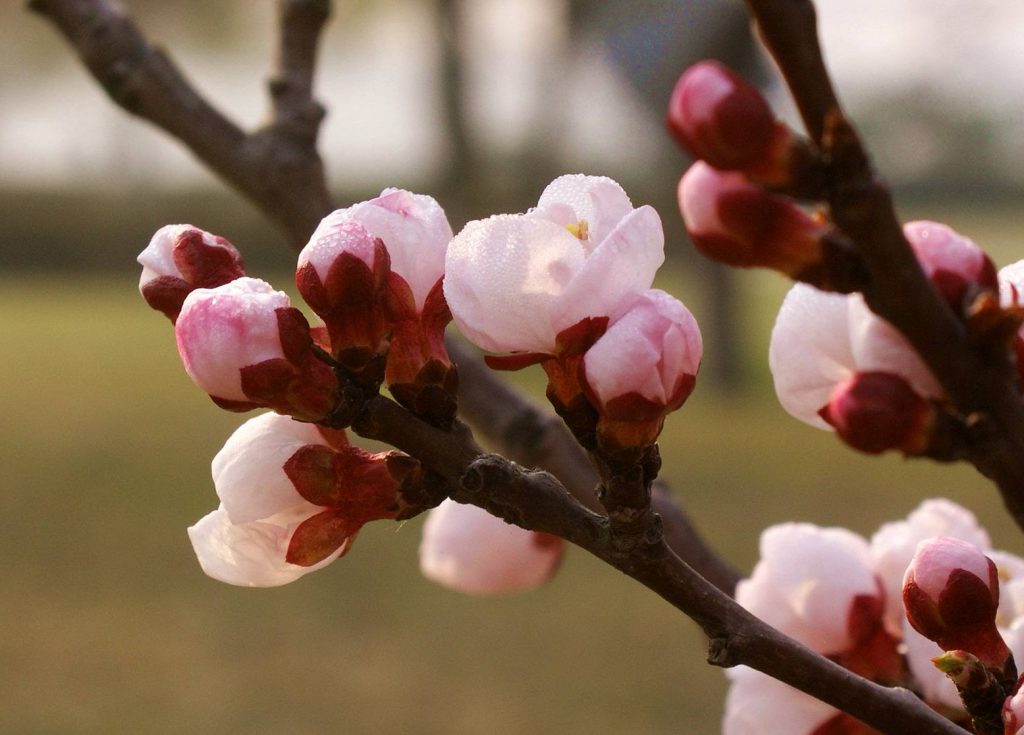 Armeniaca sibirica seed