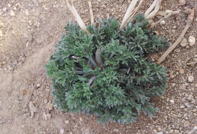 Artemisia frigida seed