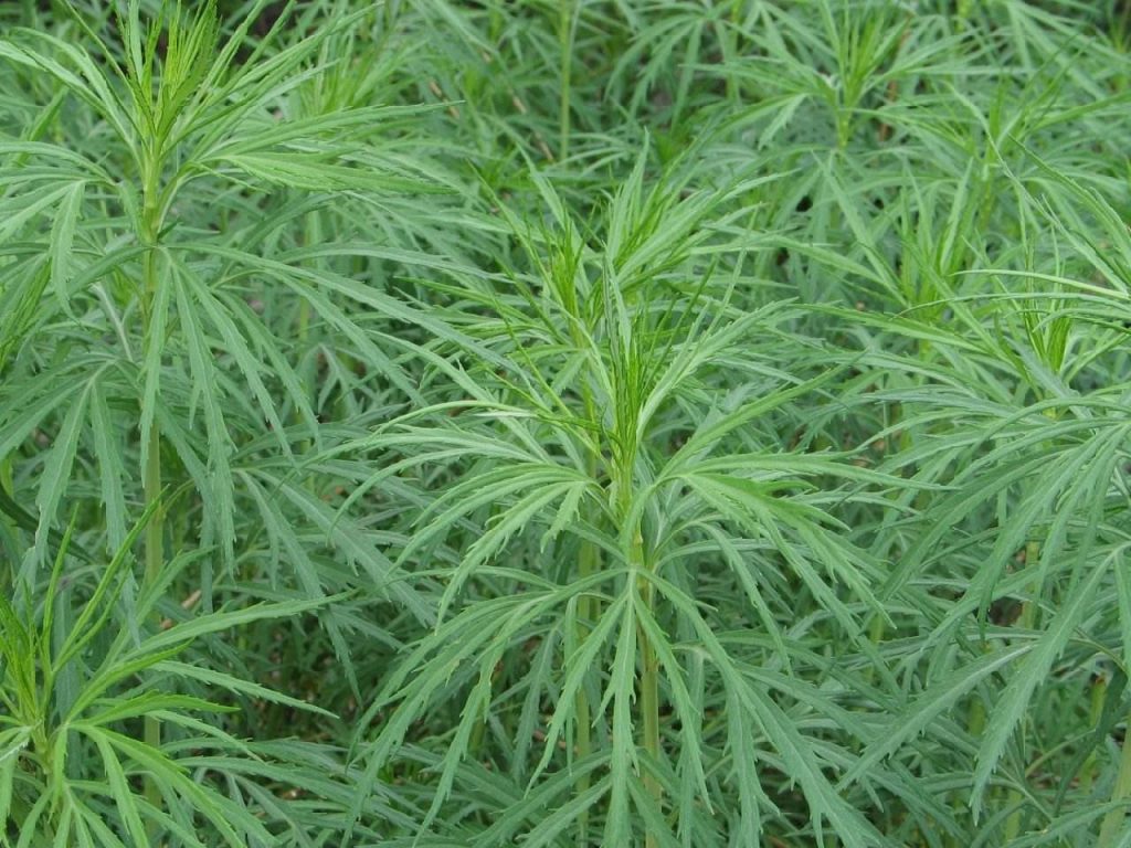 Artemisia integrifolia seed