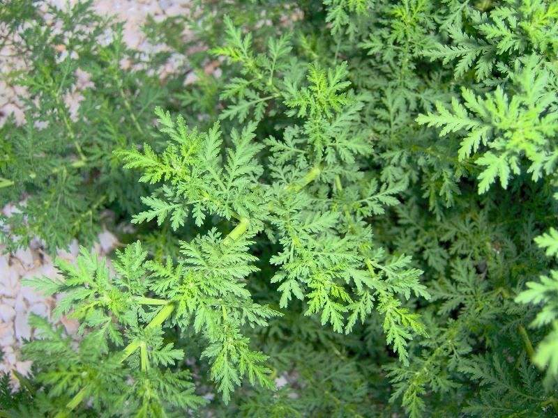 Artemisia scoparia seed