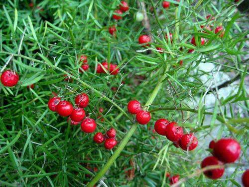 Asparagus taliensis seed