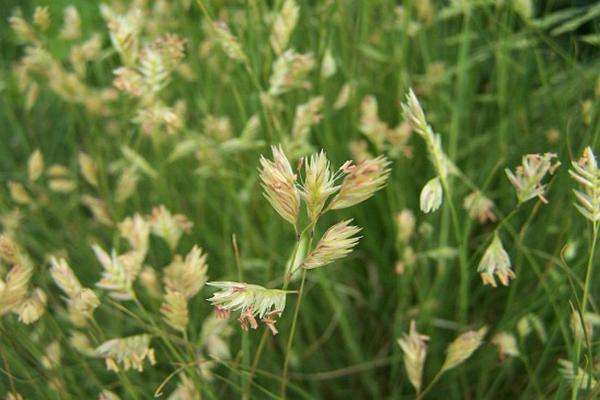 Bouteloua dactyloides seed