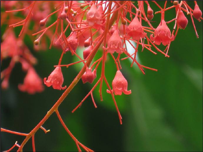 Brachychiton acerifolius seed