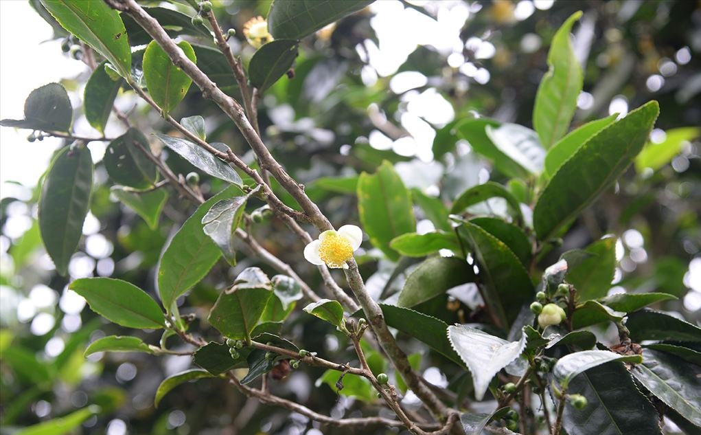 Camellia sinensis var. assamica seed