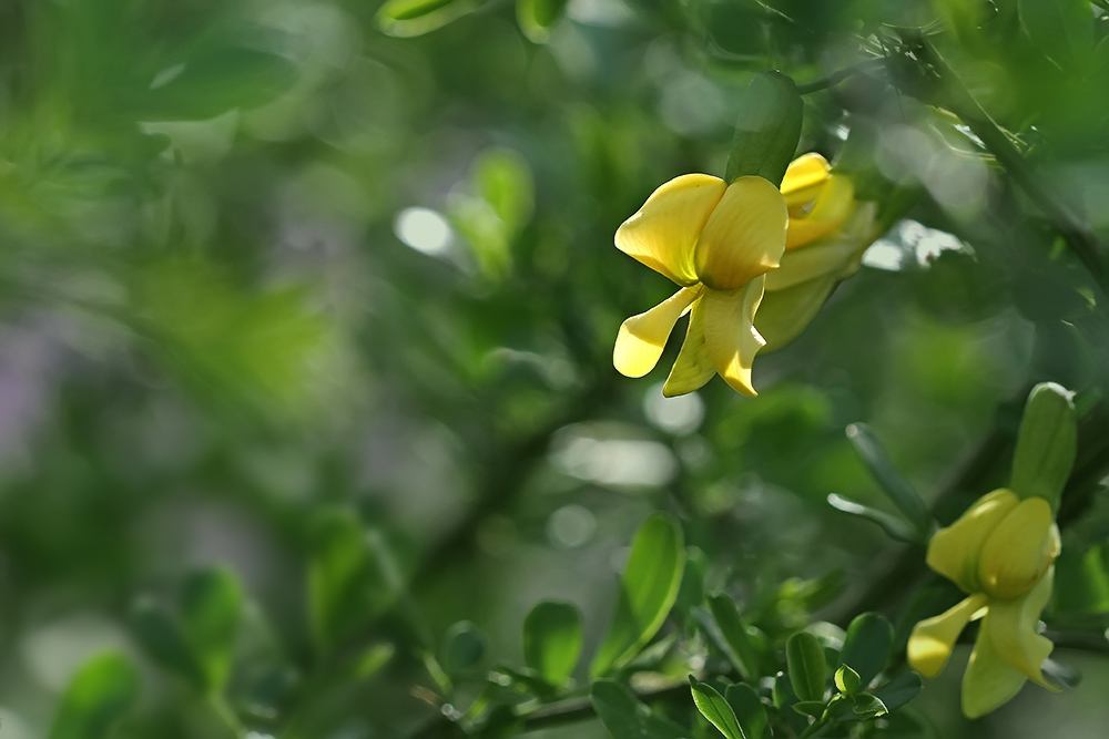 Caragana microphylla seed