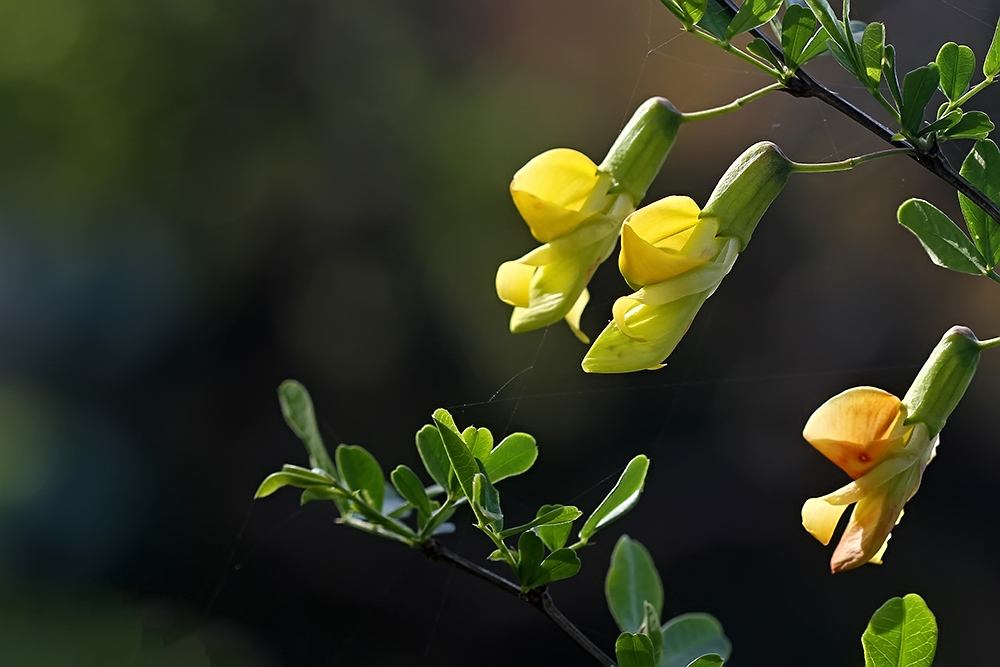 Caragana sinica seed