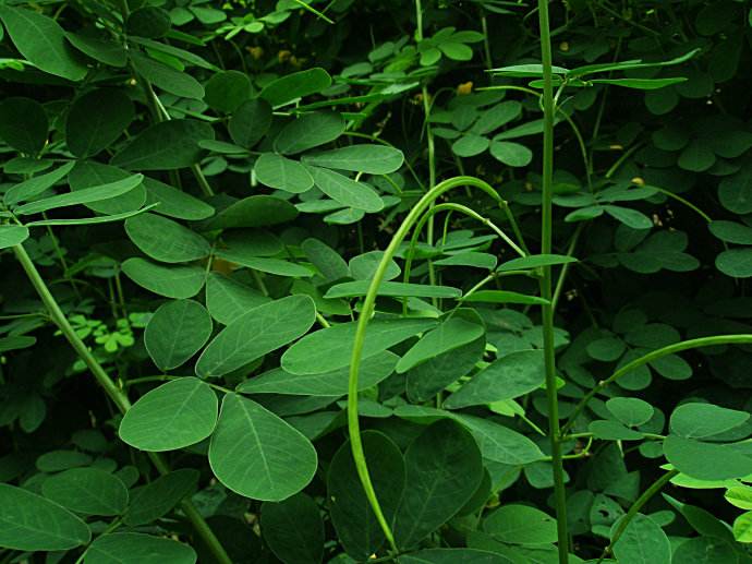 Chamaecrista rotundifolia seed