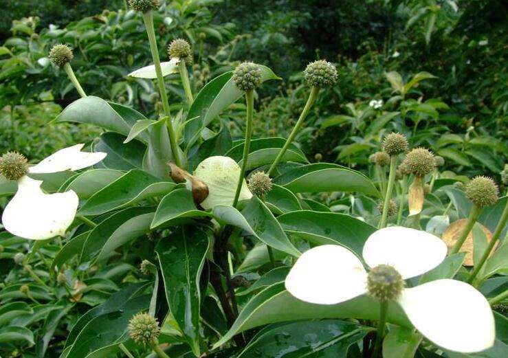 Cornus elliptica seed