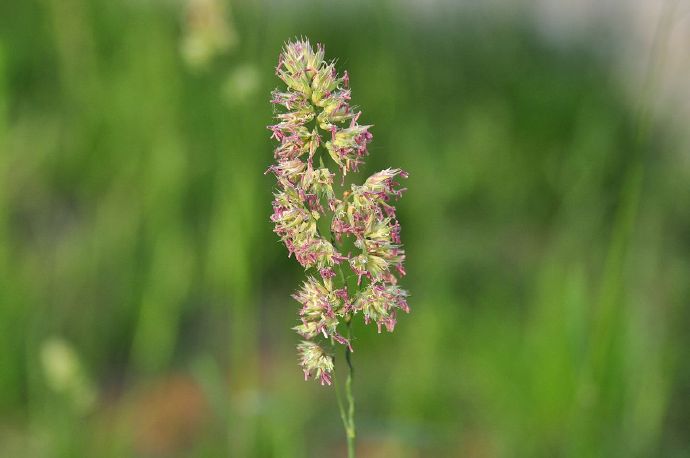 Dactylis glomerata seed