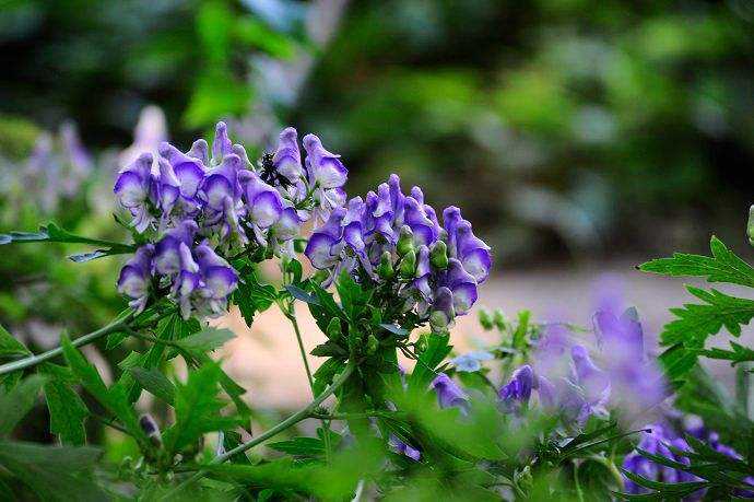 Delphinium delavayi seed