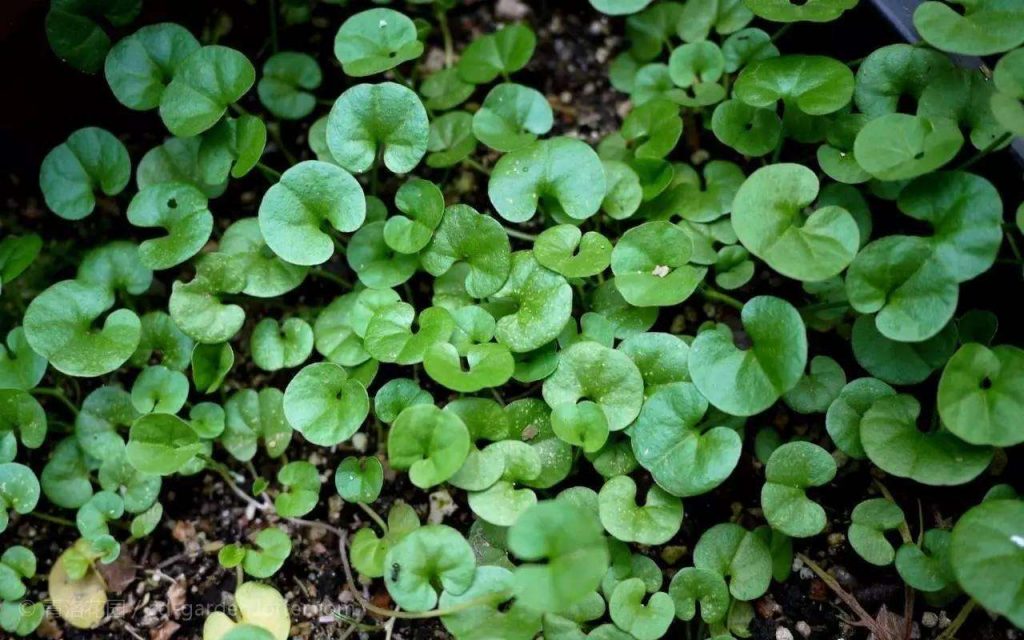 Dichondra repens seed