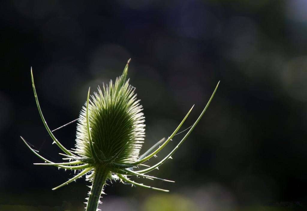 Dipsacus japonica seed