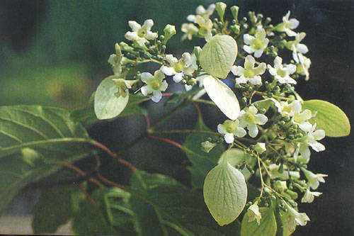 Emmenopterys henryi seed