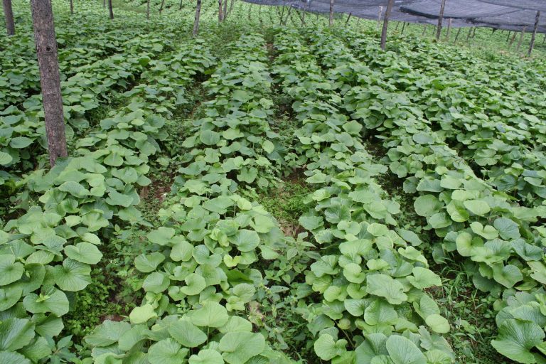 Eutrema japonicum seed | BELL Garden Company,Wholesale Plant seeds ...