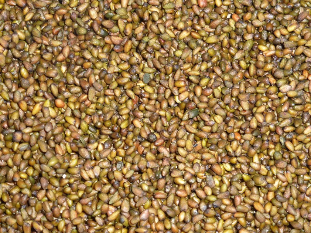 Eutrema japonicum seeds Wasabia japonica 50 Graines de Wasabi