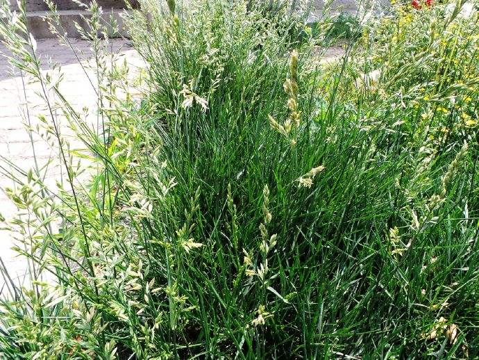 Festuca elatior seed