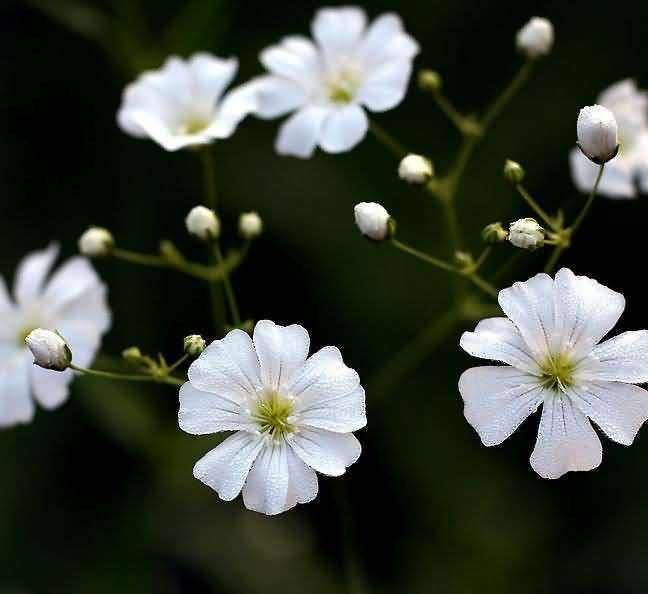 Gypsophila paniculata seed