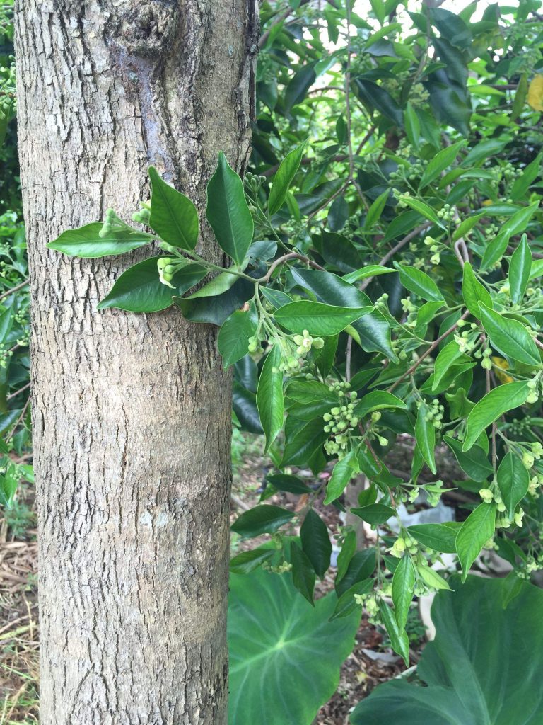 Gyrinops podocarpus seed