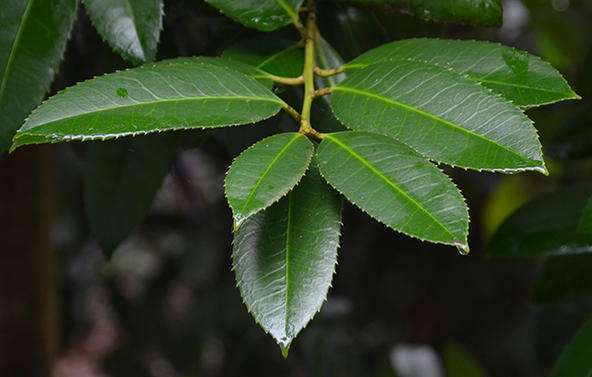 Ilex latifolia seed