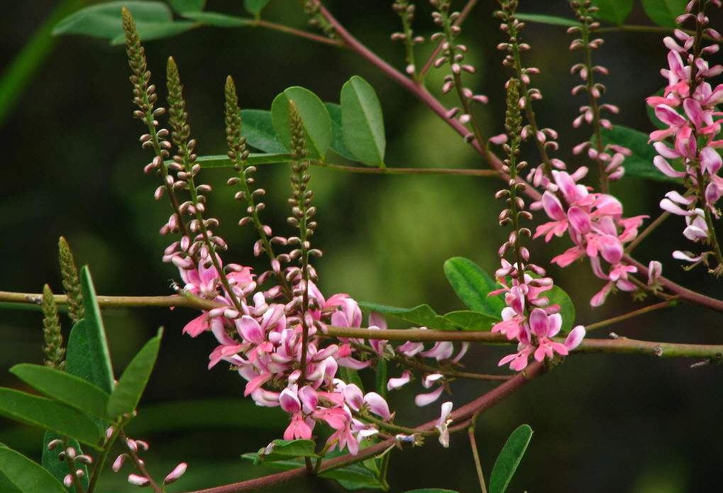 Indigofera Tinctoria seed