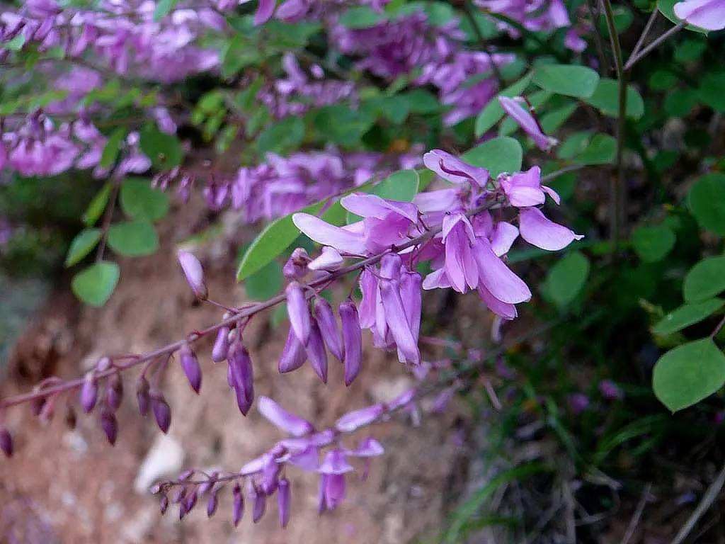 Indigofera kirilowii seed