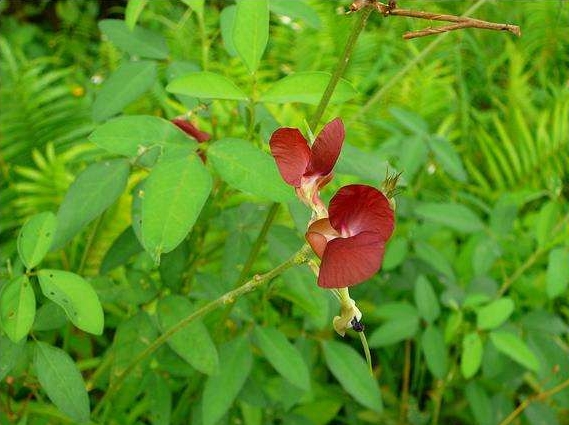 Macroptilium lathyroides seed