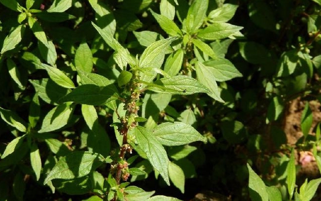 Parietaria debilis seed