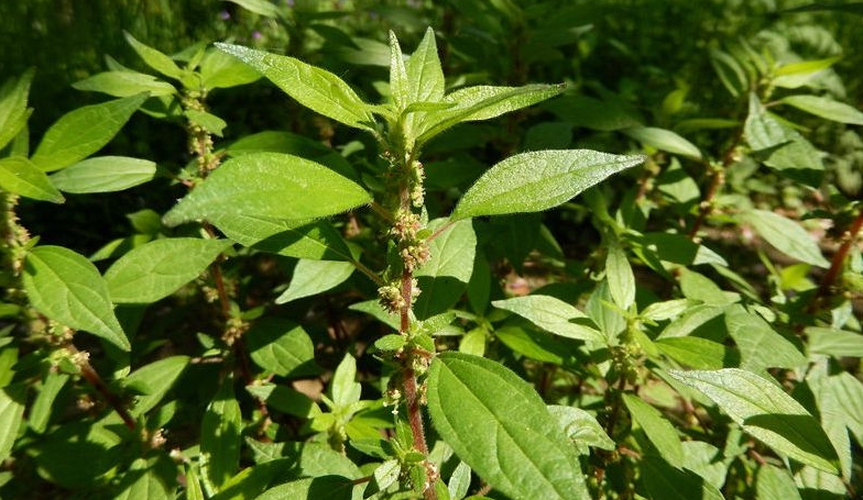 Parietaria officinalis seed