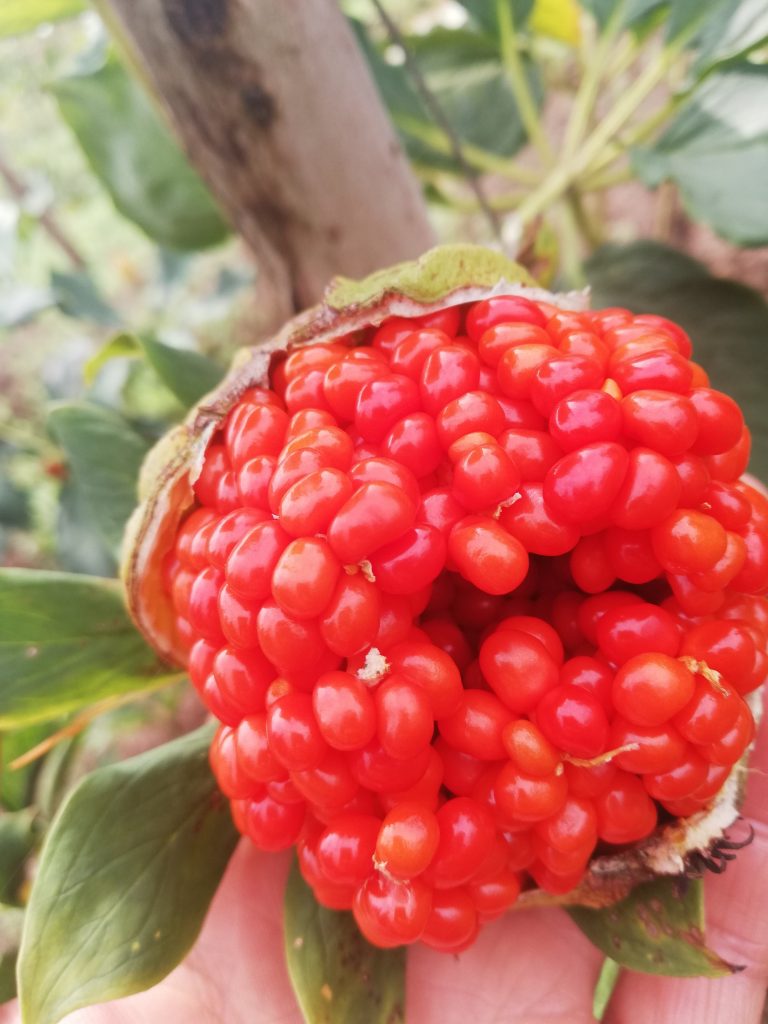 Paris polyphylla var. yunnanensis seed