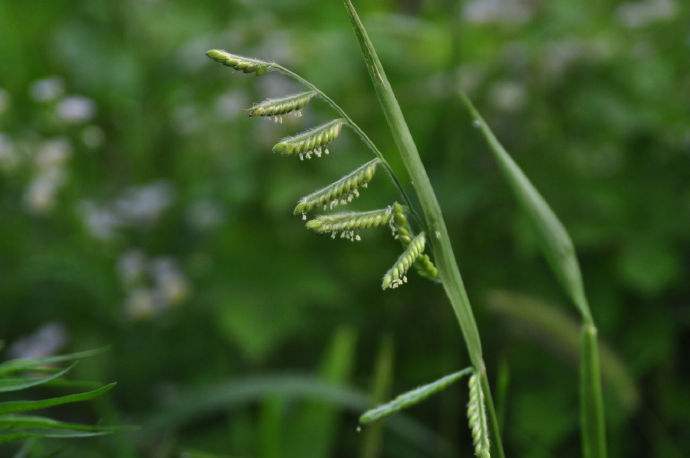 Paspalum thunbergii seed