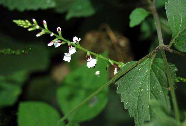 Phryma leptostachya seed