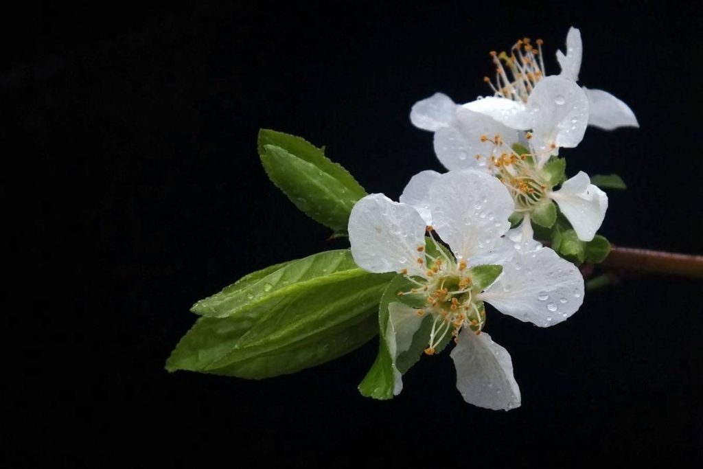 Prunus simonii seed